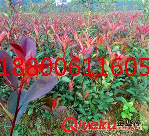 紅葉石楠 石楠球 小苗 批發(fā) 高桿紅葉石楠 工程綠化用苗銷售