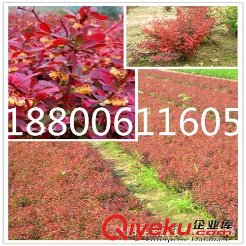直銷優質紅葉小檗苗木 園林綠化苗木 紅葉小檗小苗 灌木 基地直銷