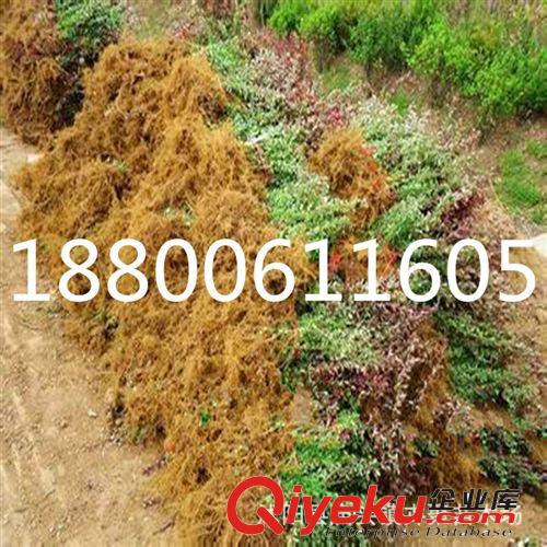 直銷優質紅葉小檗苗木 園林綠化苗木 紅葉小檗小苗 灌木 基地直銷