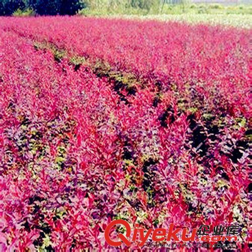 直銷優質紅葉小檗苗木 園林綠化苗木 紅葉小檗小苗 灌木 基地直銷