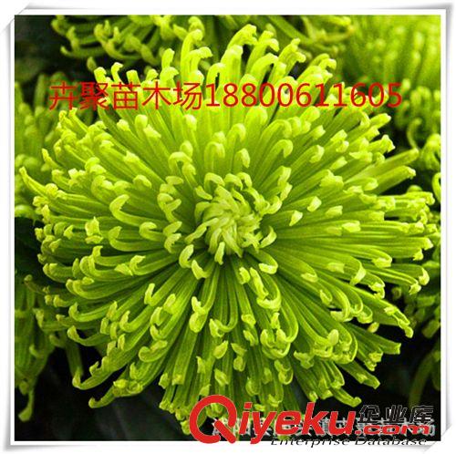 批發 花卉 大菊花  菊花苗