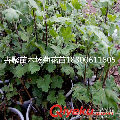 批發 花卉 大菊花  菊花苗原始圖片2