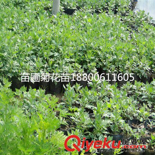 批發 花卉 大菊花  菊花苗原始圖片3