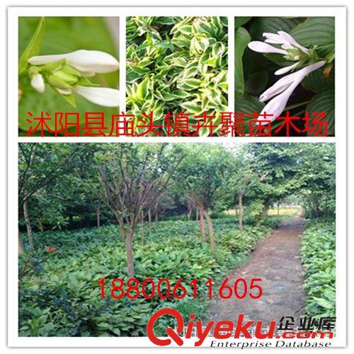 批發 花卉 大菊花  菊花苗