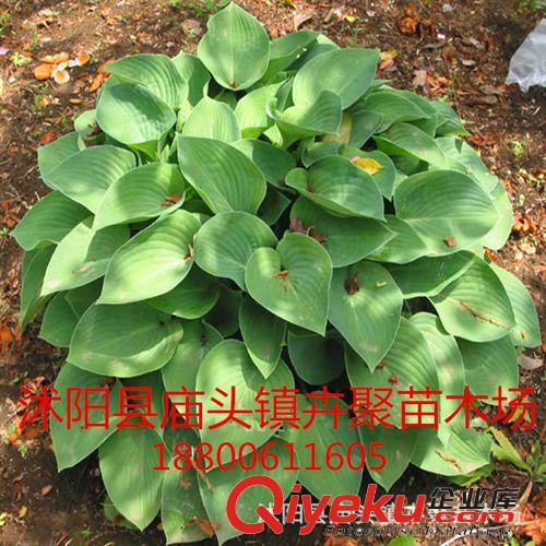 批發花葉 金邊 青葉玉簪 品種齊全量大從優