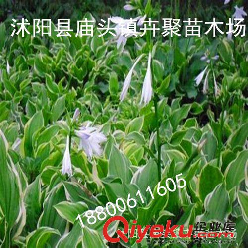 批發花葉 金邊 青葉玉簪 品種齊全量大從優