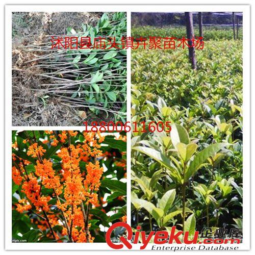 供應(yīng)各種桂花苗 庭院盆景 桂花苗工程綠化苗木