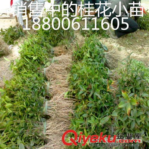 供應各種桂花苗 庭院盆景 桂花苗工程綠化苗木