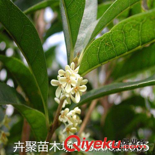 供應各種桂花苗 庭院盆景 桂花苗工程綠化苗木