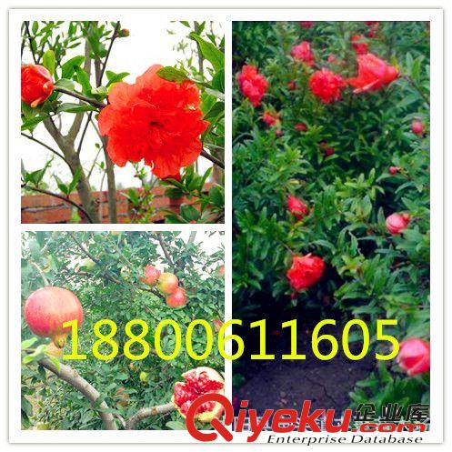 大量供應綠化工程苗木 花石榴 石榴樹