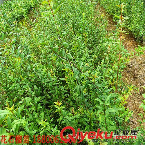 大量供應綠化工程苗木 花石榴 石榴樹