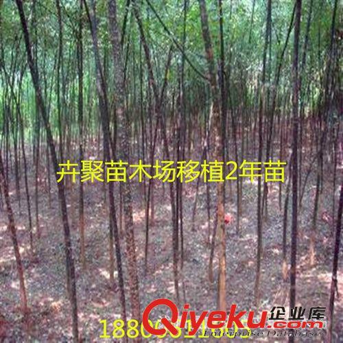 批發本土國槐小苗 速生國槐苗 規格齊全 量大從優