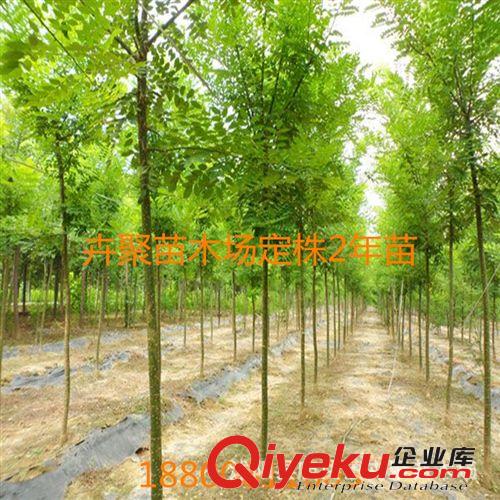 批發本土國槐小苗 速生國槐苗 規格齊全 量大從優