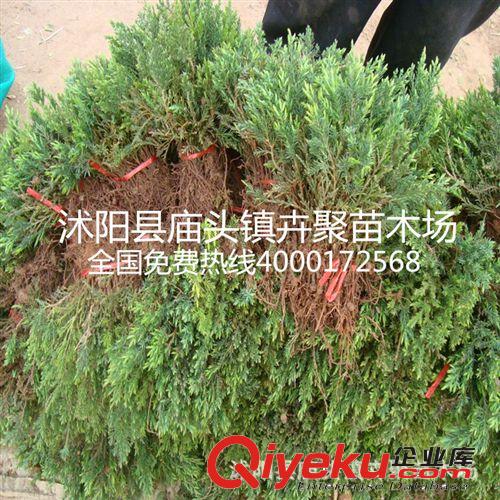 大量銷售大小龍柏苗側柏苗等各種綠化苗木價格低成活率高原始圖片2