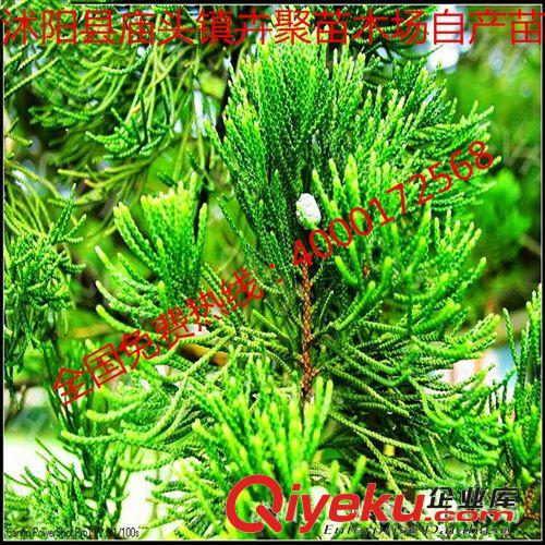 大量銷售大小龍柏苗側柏苗等各種綠化苗木價格低成活率高原始圖片3