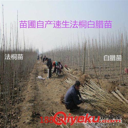 綠化苗木，速生法桐，法國梧桐樹 速生法桐小苗批發