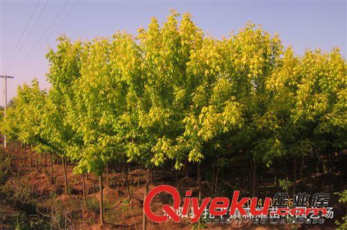 出售金葉榆 金葉復葉槭 榆樹苗 量大從優原始圖片2