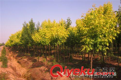出售金葉榆 金葉復葉槭 榆樹苗 量大從優原始圖片3