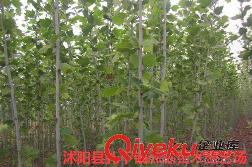 出售紅葉碧桃，子葉桃，桃樹苗