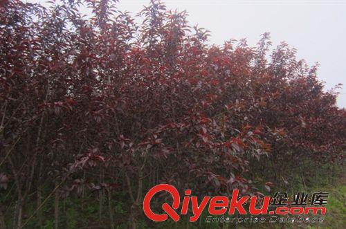 出售紅葉碧桃，子葉桃，桃樹苗原始圖片2
