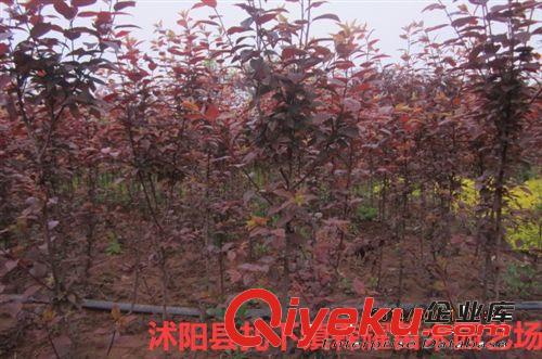 出售紅葉碧桃，子葉桃，桃樹苗