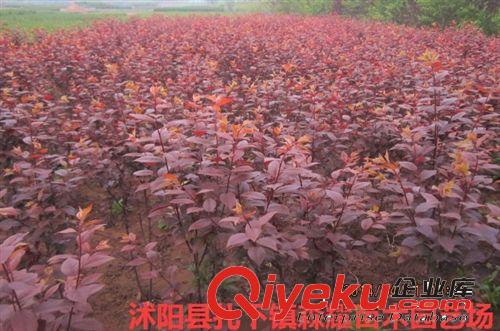 出售綠化苗木紅葉李 紫葉李，量大從優(yōu)原始圖片2