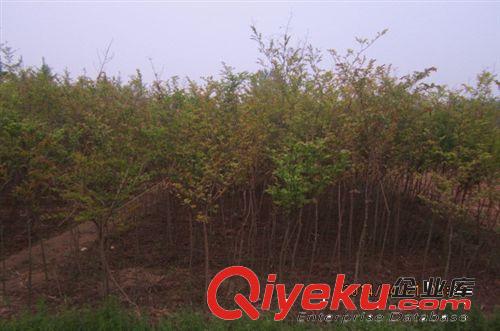 出售綠化苗木紅葉李 紫葉李，量大從優(yōu)