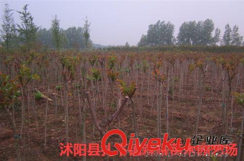 批發百日紅，紅花紫薇，四川紫薇，紅火箭紫薇，紫薇苗，叢生苗原始圖片2