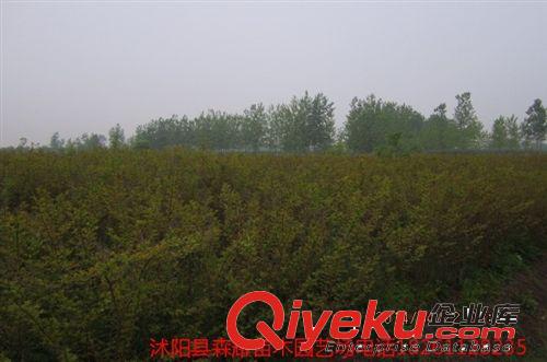 批發百日紅，紅花紫薇，四川紫薇，紅火箭紫薇，紫薇苗，叢生苗原始圖片3