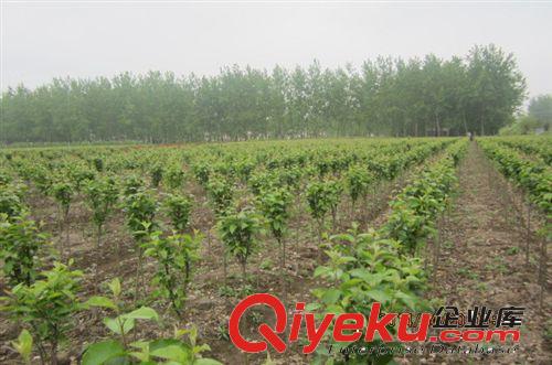 大量出售1-2公分西府海棠，紅寶石海棠。原始圖片2