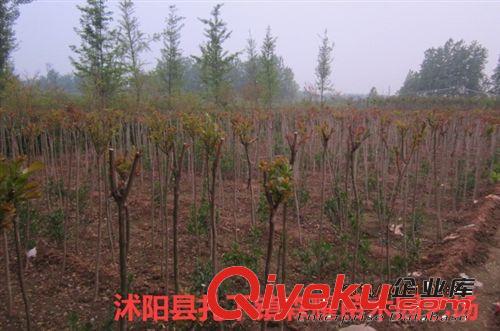 批發美國紅楓樹苗  行道樹綠化苗木紅楓原始圖片3
