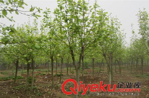 出售龍柏條 龍柏苗  龍柏球 造型樹等綠化苗木