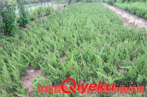 出售龍柏條 龍柏苗  龍柏球 造型樹等綠化苗木原始圖片3