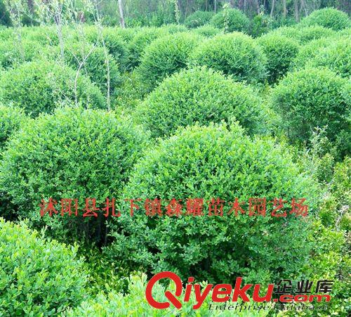 出售瓜子黃楊球 大葉黃楊球 冬青條 冬青小苗等綠化苗木