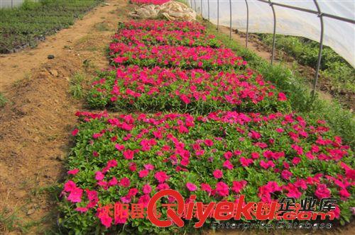 五一大促銷  大量出售 牽牛花   萬壽菊  三葉草