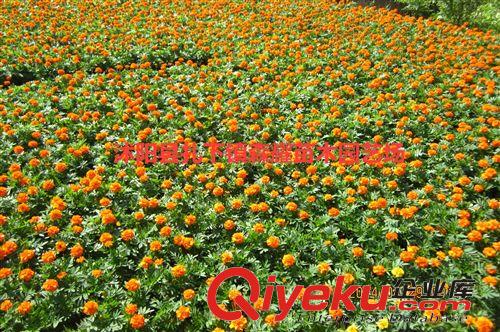 五一大促銷  大量出售 牽牛花   萬壽菊  三葉草