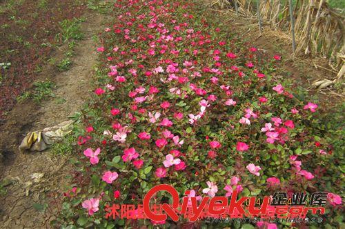 出售豐花月季  玫瑰月季 紅帽子 綠化工程苗  量大從優(yōu)