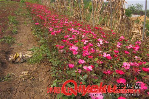 出售豐花月季  玫瑰月季 紅帽子 綠化工程苗  量大從優(yōu)