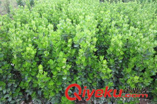 四季常青植物大葉黃楊，萬年青，瓜子黃楊等工程苗木