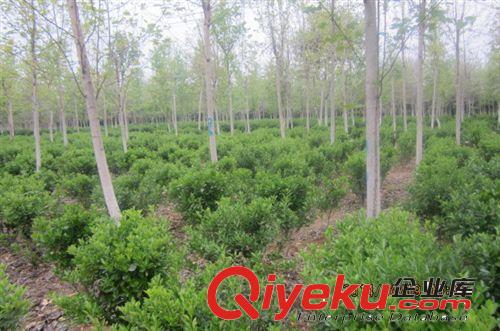 四季常青植物大葉黃楊，萬年青，瓜子黃楊等工程苗木