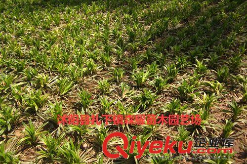 出售進口月季 樹樁月季 月季小苗