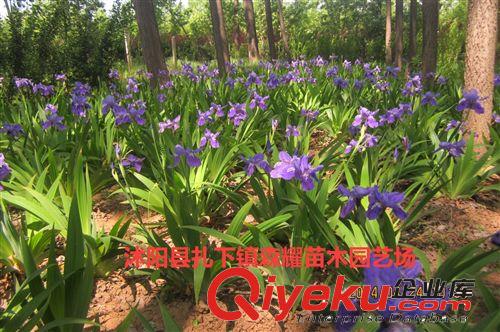 鳶尾  藍蝴蝶  蝴蝶蘭   宿根花卉  大量批發