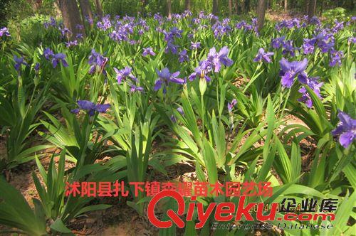 鳶尾  藍蝴蝶  蝴蝶蘭   宿根花卉  大量批發