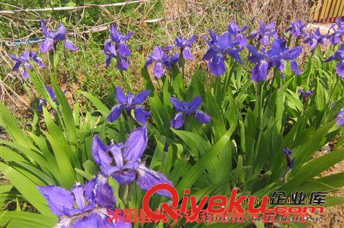 鳶尾  藍蝴蝶  蝴蝶蘭   宿根花卉  大量批發
