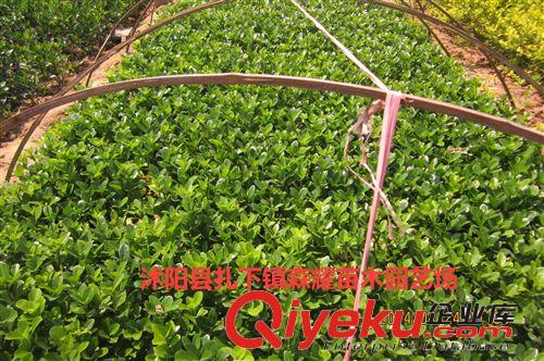 出售大葉黃楊  冬青小苗  四季常青植物  大葉黃楊球  冬青條