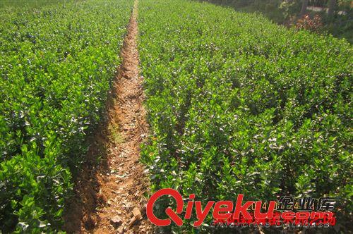 出售大葉黃楊  冬青小苗  四季常青植物  大葉黃楊球  冬青條