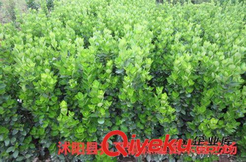 出售大葉黃楊  冬青小苗  四季常青植物  大葉黃楊球  冬青條