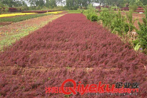 綠籬彩色小苗  紅葉小檗   紅葉小檗扦插小苗  綠化常用苗木