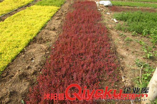 綠籬彩色小苗  紅葉小檗   紅葉小檗扦插小苗  綠化常用苗木