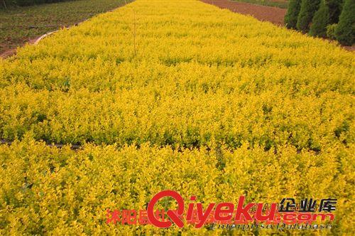 綠化常用苗木 黃葉女貞苗  金葉女貞小苗   彩色苗木批發(fā)